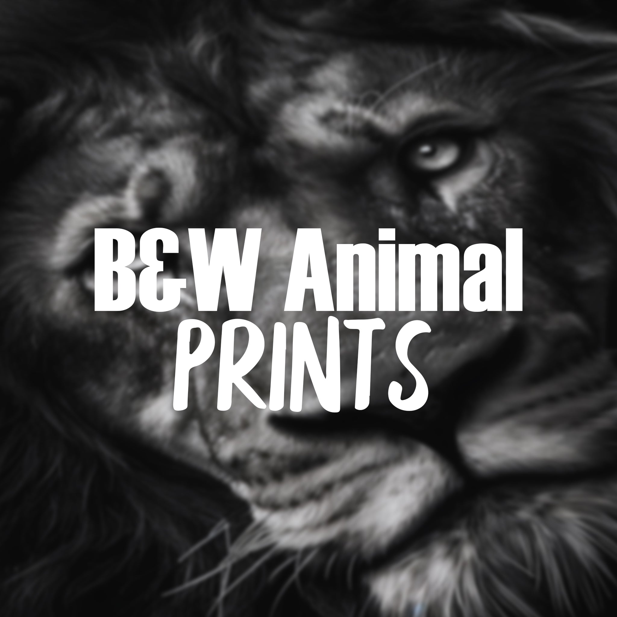 Black & White Animal Prints